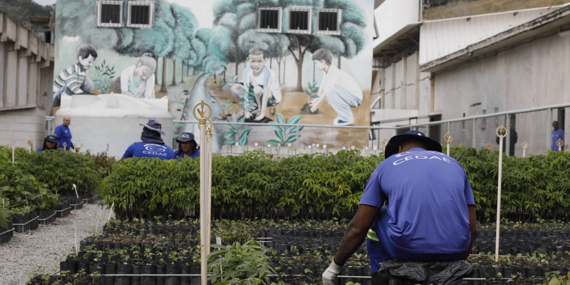 Programa no Rio de Janeiro usa detentos para reflorestar áreas de mata atlântica