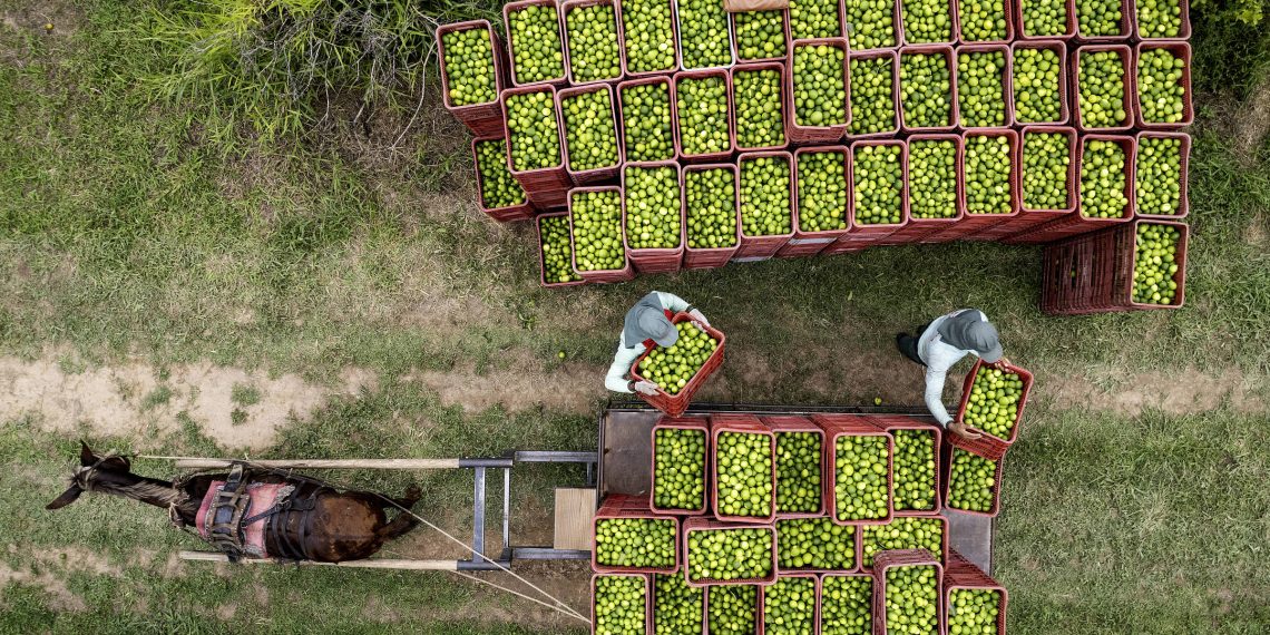 Embrapa oferece curso gratuito sobre agricultura sustentável para jornalistas