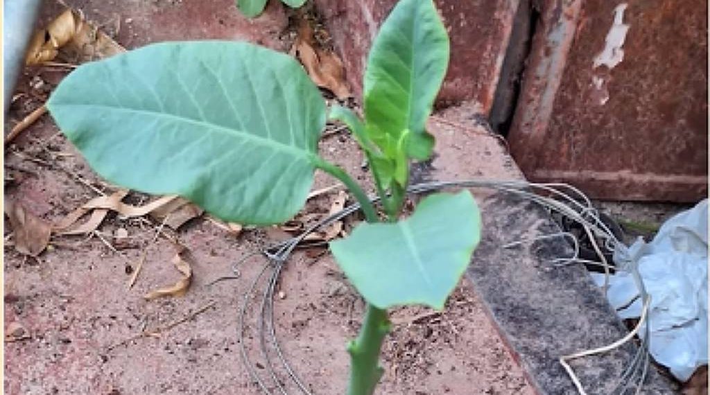 Mulher morre após comer falsa couve em MG; planta tóxica foi servida em almoço de família