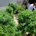 AGU pede mais tempo para regular uso da cannabis medicinal