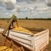 Mesmo com safra recorde, valor da produção agropecuária cai