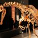 Lendário dino Irritator deve voltar ao Brasil, dizem governos