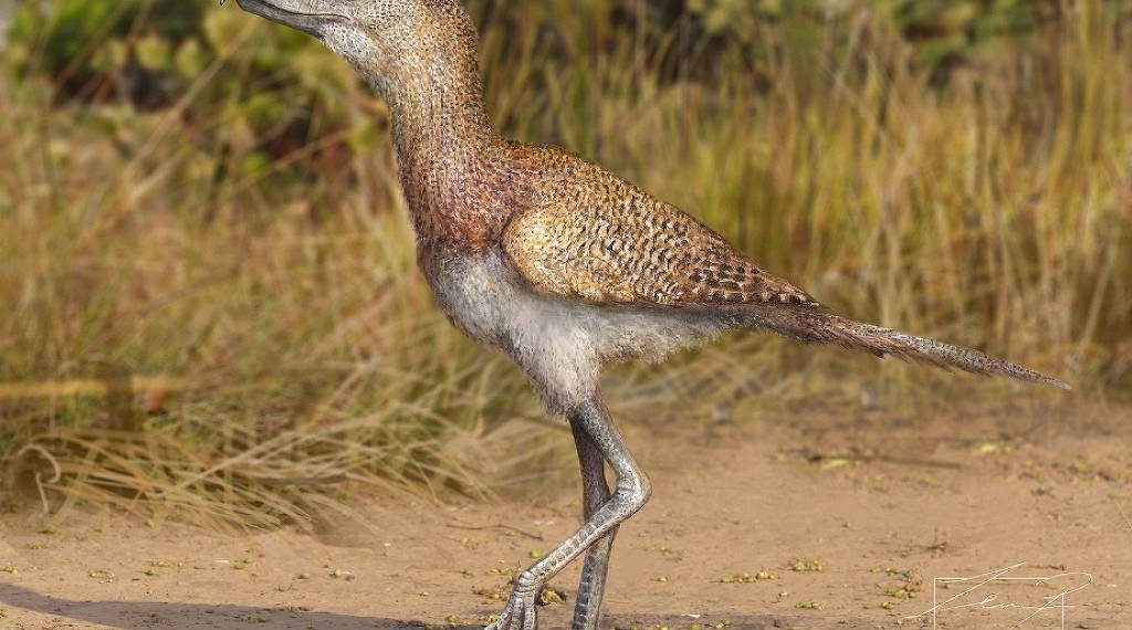 Brasileiros encontram espécie mais recente das ‘aves do terror’