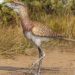 Brasileiros encontram espécie mais recente das ‘aves do terror’