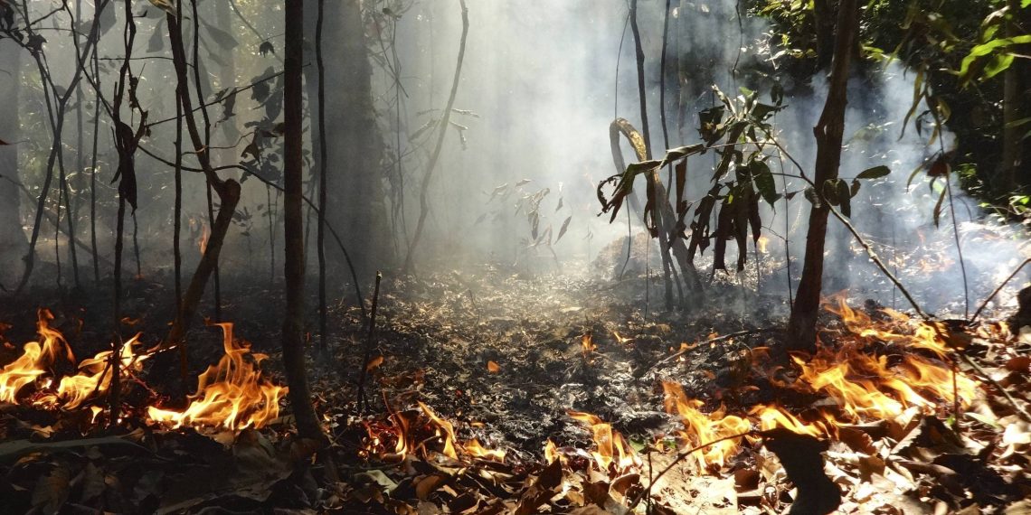 Amazônia pode se regenerar mesmo degradada, mas fica muito mais frágil, diz pesquisa