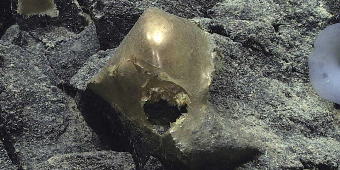 Após dois anos, cientistas desvendam mistério da bolha dourada vista nas profundezas do mar