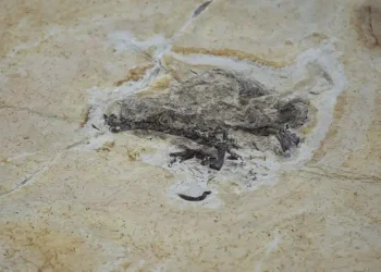 Brasil quer recuperar dinossauros e patrimônios que estão em 14 países