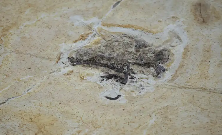Brasil quer recuperar dinossauros e patrimônios que estão em 14 países