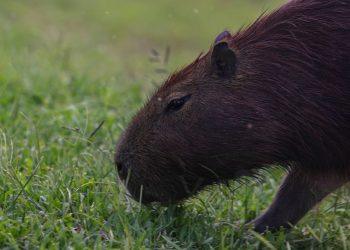 Puxando a capivara