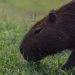 Puxando a capivara