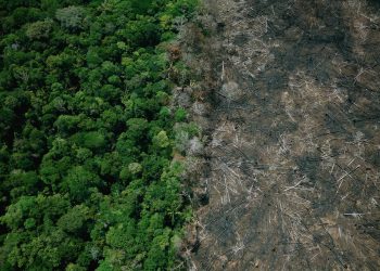Relatório dos EUA contra Brasil cita avanço da soja e pico de desmatamento sob Bolsonaro