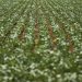 Reunião com bancada do agro termina sem acordo sobre dívidas rurais