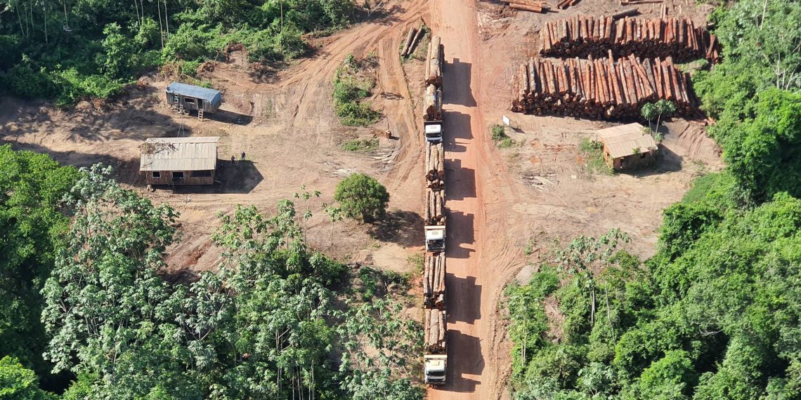‘Impressão digital química’ de árvores pode ajuda no combate ao tráfico de madeira da amazônia