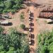 ‘Impressão digital química’ de árvores pode ajuda no combate ao tráfico de madeira da amazônia