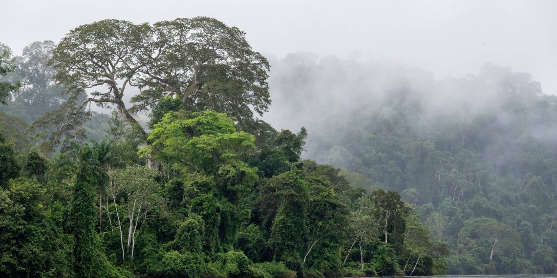 Árvores gigantes superam limites físicos para transportar água até seu topo