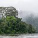 Árvores gigantes superam limites físicos para transportar água até seu topo