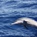 Presença de golfinhos em Fernando de Noronha cai quase pela metade em dez anos