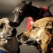 Festival Pet leva palestras, brincadeiras e contação de história ao Ibirapuera
