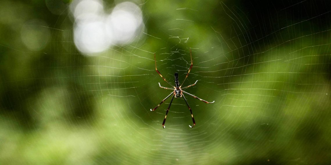 Tempestades impactam arquitetura das teias e sobrevivência de aranhas