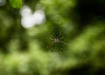 Tempestades impactam arquitetura das teias e sobrevivência de aranhas
