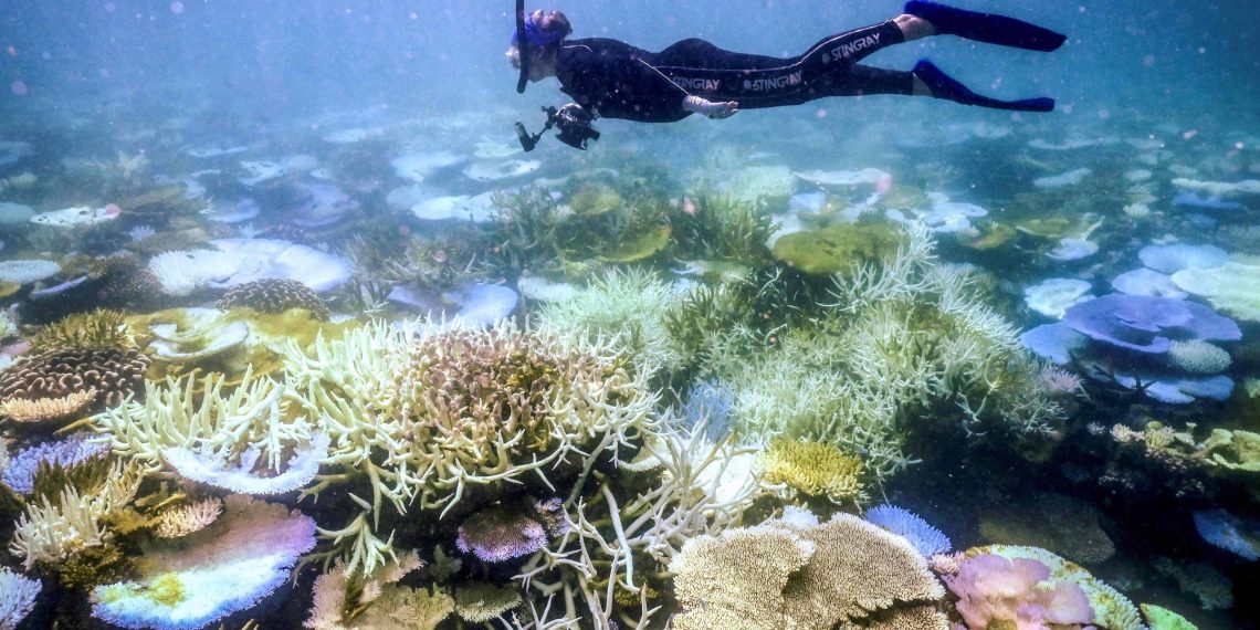 El Niño coloca Grande Barreira de Coral sob risco de colapso, alertam cientistas