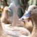 Entidades defendem projeto que proíbe alimentação forçada de animais