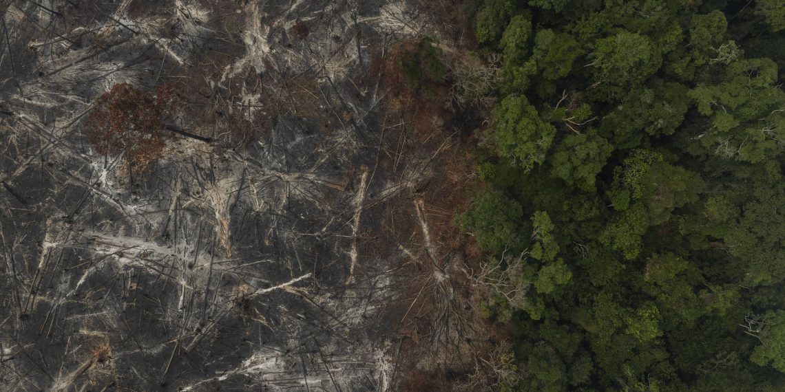 Petrobras escolhe empresa para créditos de carbono cujo sócio teve madeireira punida