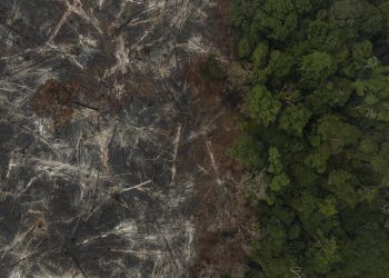 Petrobras escolhe empresa para créditos de carbono cujo sócio teve madeireira punida