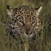 De onça-pintada a bem-te-vi, inverno muda comportamento da fauna brasileira