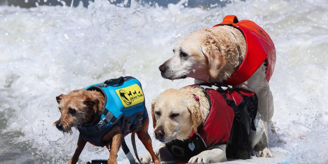 Cães disputam campeonato de surfe nos EUA; veja fotos