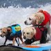 Cães disputam campeonato de surfe nos EUA; veja fotos
