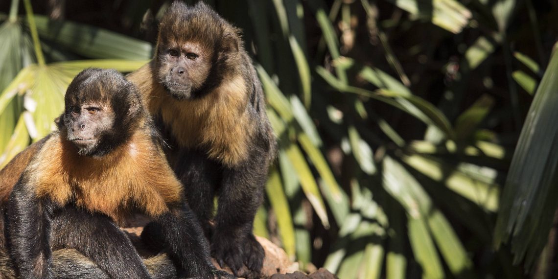 ‘Paisagem do medo’ faz macacos e elefantes mudarem rotas para evitar caçadores