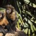 ‘Paisagem do medo’ faz macacos e elefantes mudarem rotas para evitar caçadores