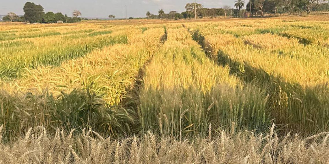 Embrapa aposta em trigo transgênico para elevar safra no cerrado